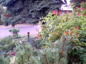 Front garden 2005