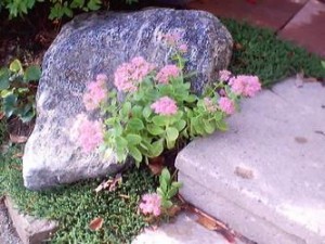 Garden Rock 1973