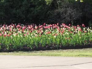IMG_1445_s