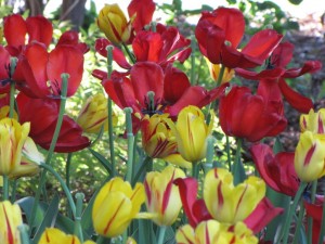 IMG_1450_s