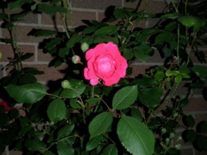 Side garden climbing Rose and buds