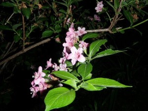 Variegated Weigela artistry...