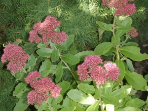 Autumn Sedum