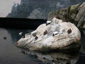 Birds sunning