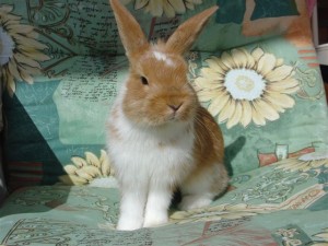 Bunny - SAM 2005