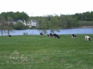 Cows - Greet