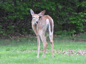 Deer Treasure