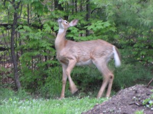 Deer nibbling