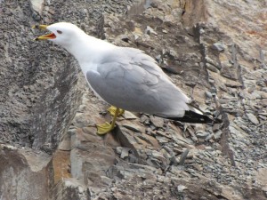 Gull Calling