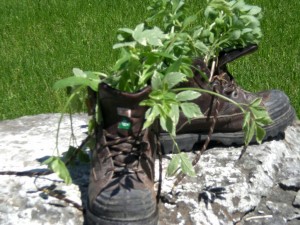 Hiking Boots