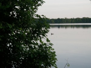 Loon