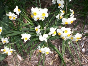 Spring Flowers - Greet