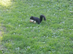 Squirrel Treasure Hunt