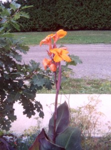 Suzy Calla Lily Westport