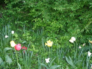flowers - 2009