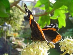 Butterfly - Marian