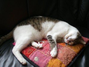 Car-Nap by Maik
