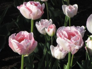 Pink Tulips 2009