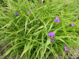 Purple Spider Glory