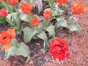 Quebec Tulips