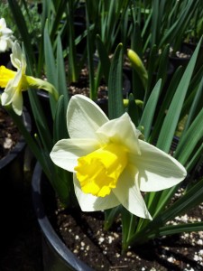 Salome Daffodil-Suzy 2012