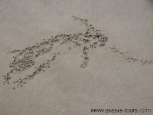Sand-Art-Grasshopper_sj