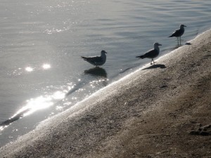 Sand Lake Beach, On. 2009