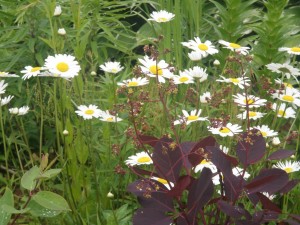 Smiling Daisies