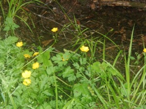 Sunny Buttercups