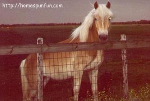 Sweet Horse - Suzy.