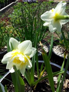 Two White Daffodils-Suzy 2012