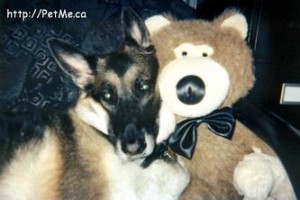Xena and Bear