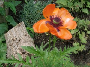 Back garden Poppy 2010