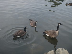 Can. Geese 2009