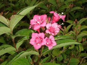 Weigela Hummingbirds delight.