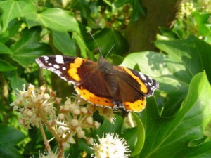 Marian Monarch Butterfly