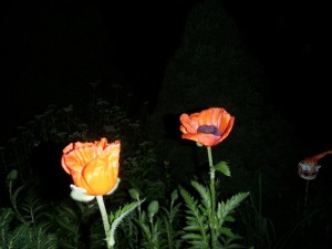 Poppies 2012