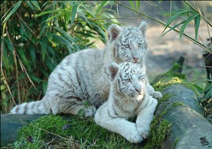 white_tiger