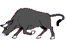 bull