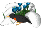 robin_snow_crocus