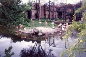 Flamingos Suzy
