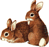 bunnies