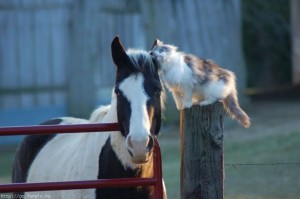 friendship