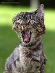 scaredy_cat