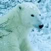 white_bear