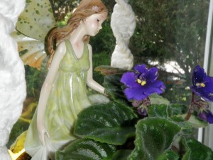 faery_african_violet