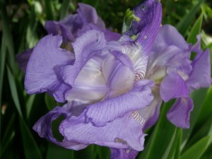 sidegrdn_purple_irish_sj