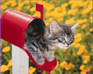 cat_mailbox
