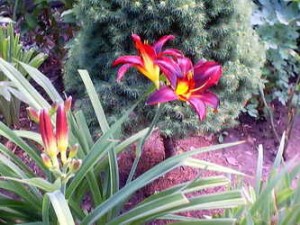 grdn_dutch_lilies