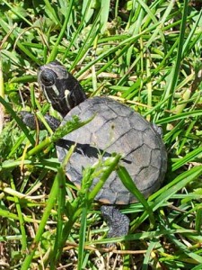 grdn_elg_baby_turtle_2012_sj
